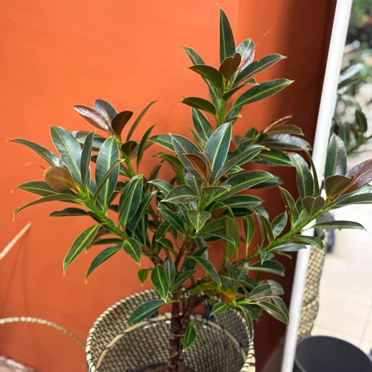 Ficus elastica 'Melany' (Figowiec sprężysty 'Melany') (2).jpg
