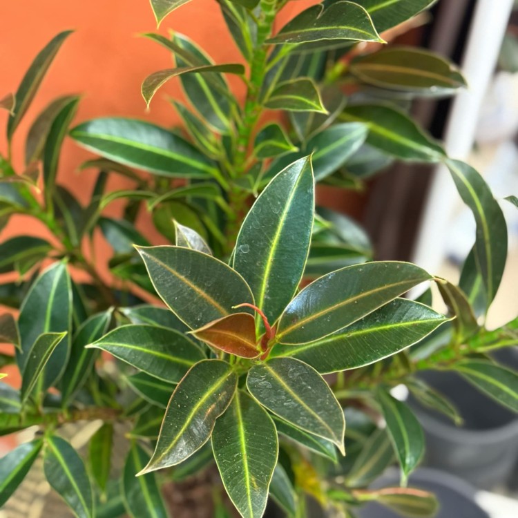 Ficus elastica 'Melany' (Figowiec sprężysty 'Melany') (3).jpg