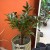 Ficus elastica 'Melany' (Figowiec sprężysty 'Melany') (4).jpg