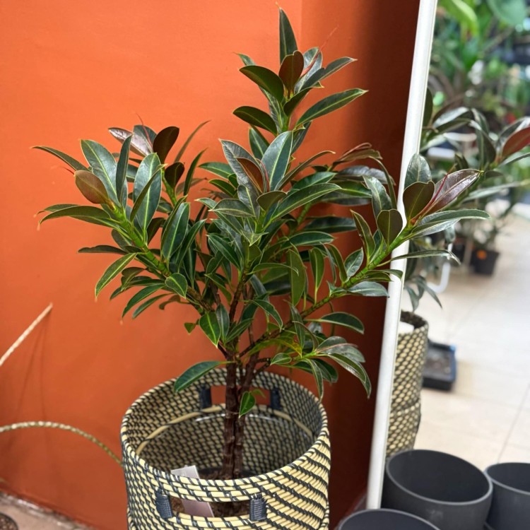 Ficus elastica 'Melany' (Figowiec sprężysty 'Melany') (4).jpg