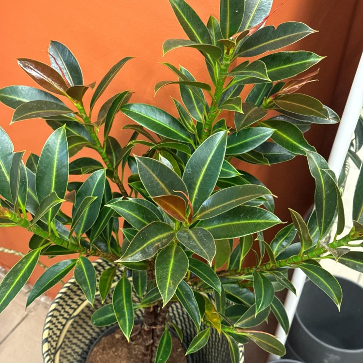 Ficus elastica 'Melany' (Figowiec sprężysty 'Melany') (1).jpg