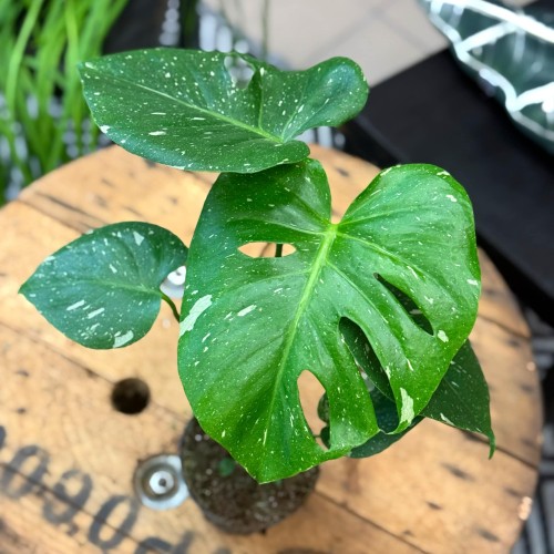 Monstera deliciosa Thai Constellation (1).jpg