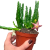 stapelia divaricata (1).png