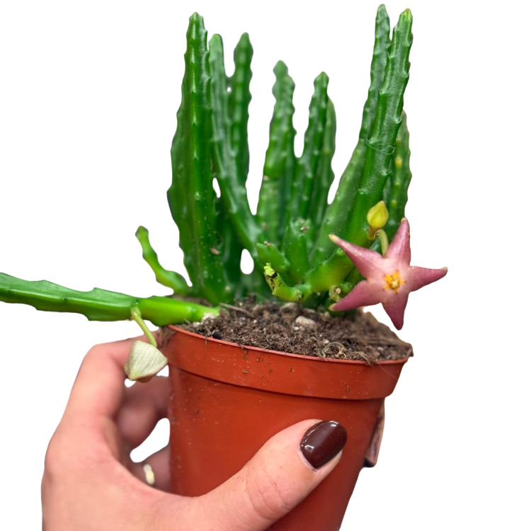 stapelia divaricata (1).png