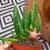 stapelia divaricata (5).jpg
