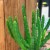 stapelia divaricata (7).jpg