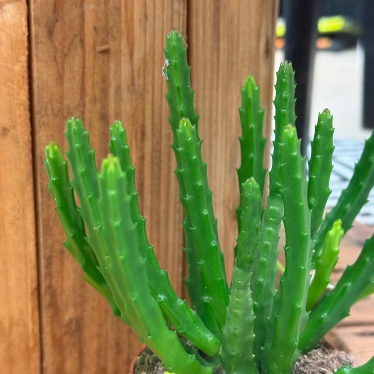 stapelia divaricata (7).jpg