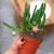 stapelia divaricata (1).jpg