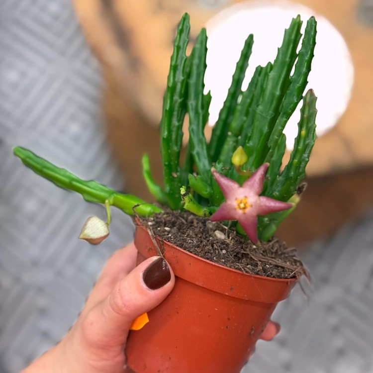 stapelia divaricata (1).jpg