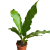 anthurium plowmanii (1).png