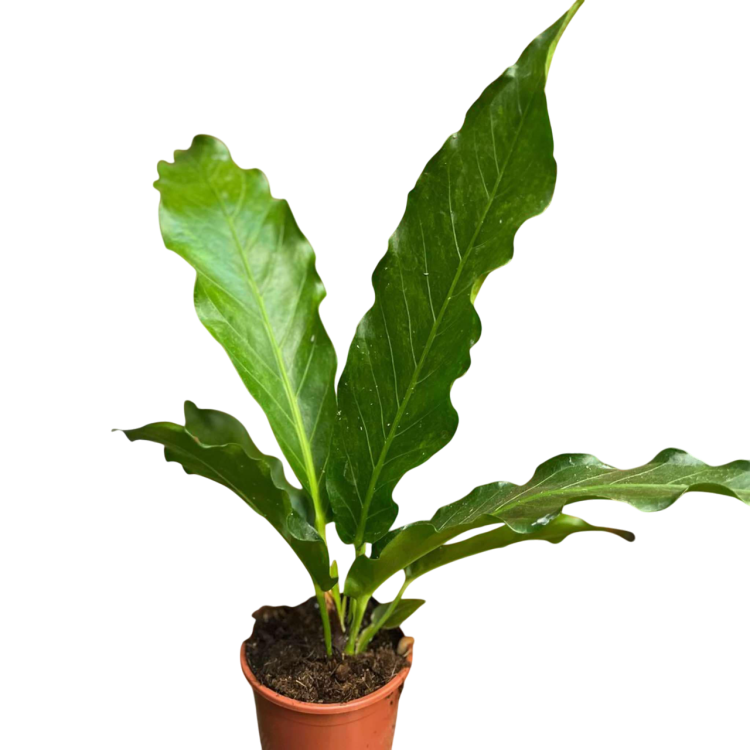 anthurium plowmanii (1).png