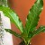 anthurium plowmanii (9).jpg