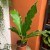 anthurium plowmanii (10).jpg