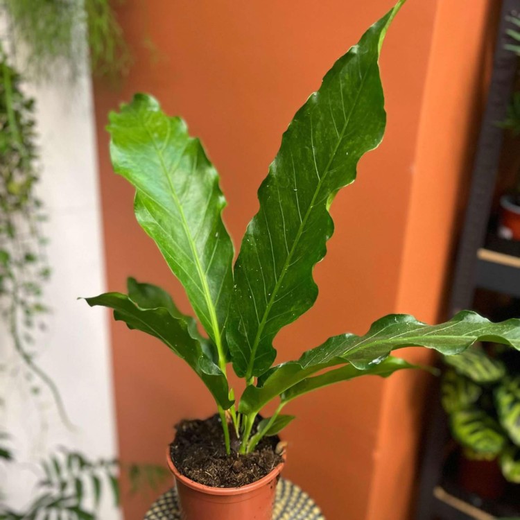anthurium plowmanii (10).jpg
