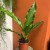 anthurium plowmanii (8).jpg