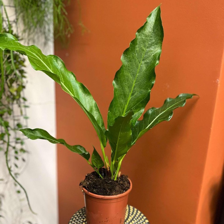 anthurium plowmanii (8).jpg