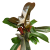 filodendron philodendron florida bronze DØ 14cm (1).png
