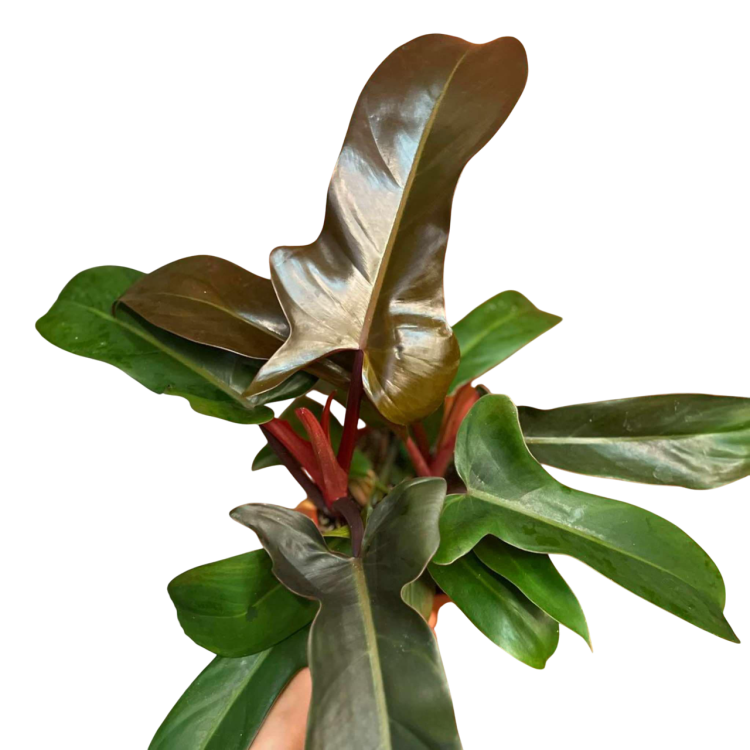 filodendron philodendron florida bronze DØ 14cm (1).png