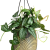 Monstera siltepecana DØ15cm  wisząca (1).png