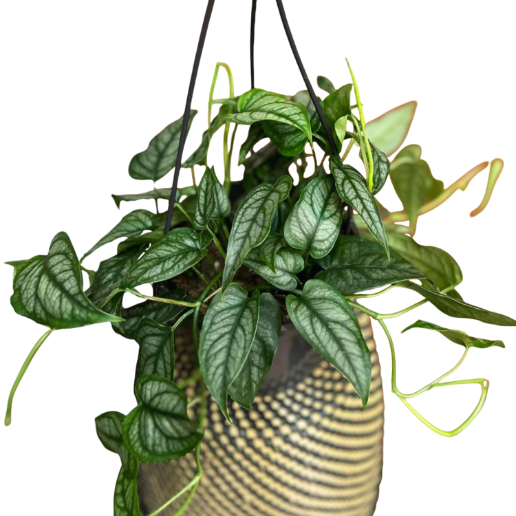 Monstera siltepecana DØ15cm  wisząca (1).png
