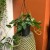 Monstera siltepecana DØ15cm  wisząca (3).jpg