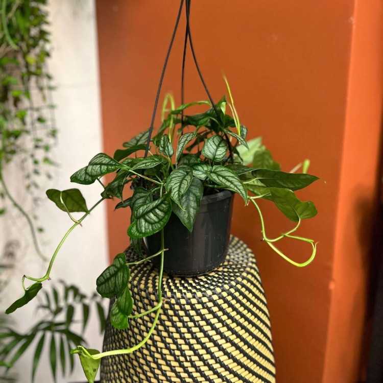 Monstera siltepecana DØ15cm  wisząca (3).jpg