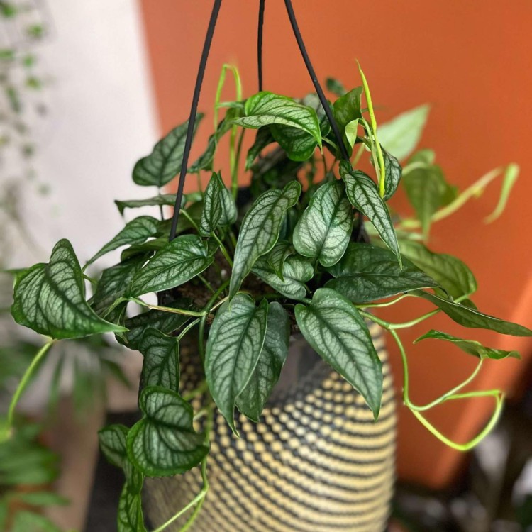 Monstera siltepecana DØ15cm  wisząca (1).jpg
