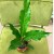 anthurium plowmanii (11).jpg