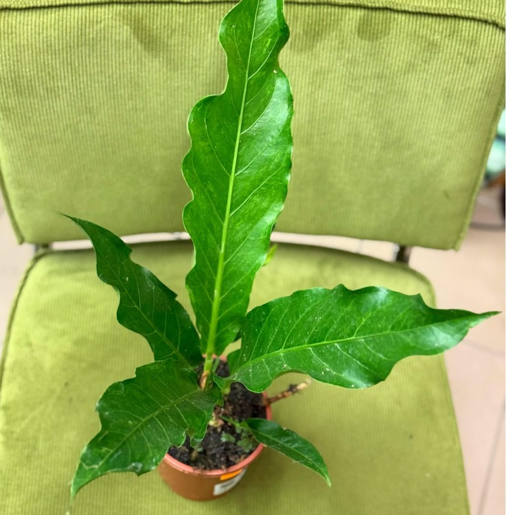 anthurium plowmanii (11).jpg