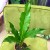 anthurium plowmanii (12).jpg