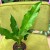 anthurium plowmanii (13).jpg