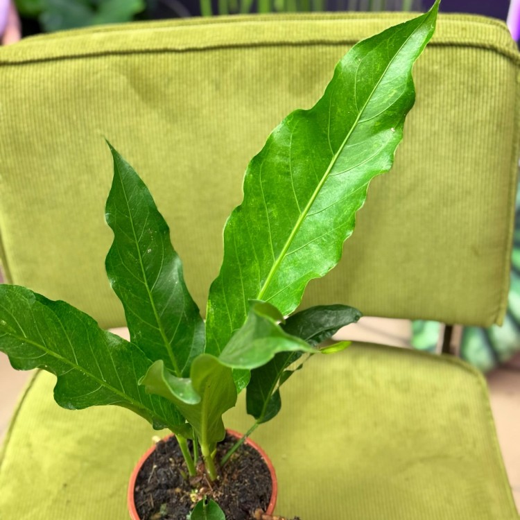 anthurium plowmanii (13).jpg