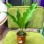 anthurium plowmanii (14).jpg