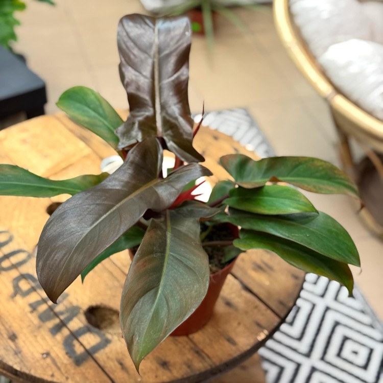 philodendron florida bronze (7).jpg