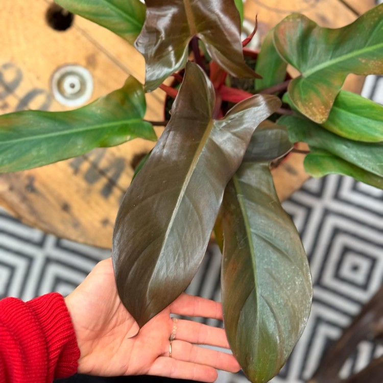 philodendron florida bronze (8).jpg