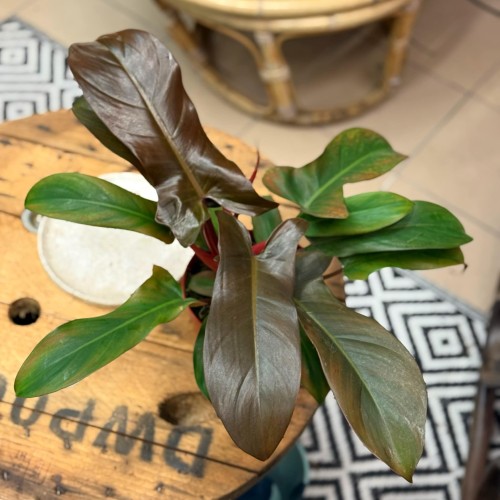 philodendron florida bronze (9).jpg