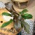 philodendron florida bronze (9).jpg