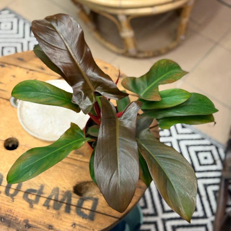 philodendron florida bronze (9).jpg