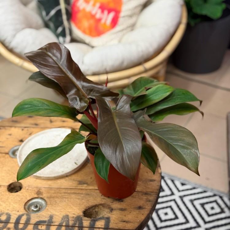 philodendron florida bronze (6).jpg