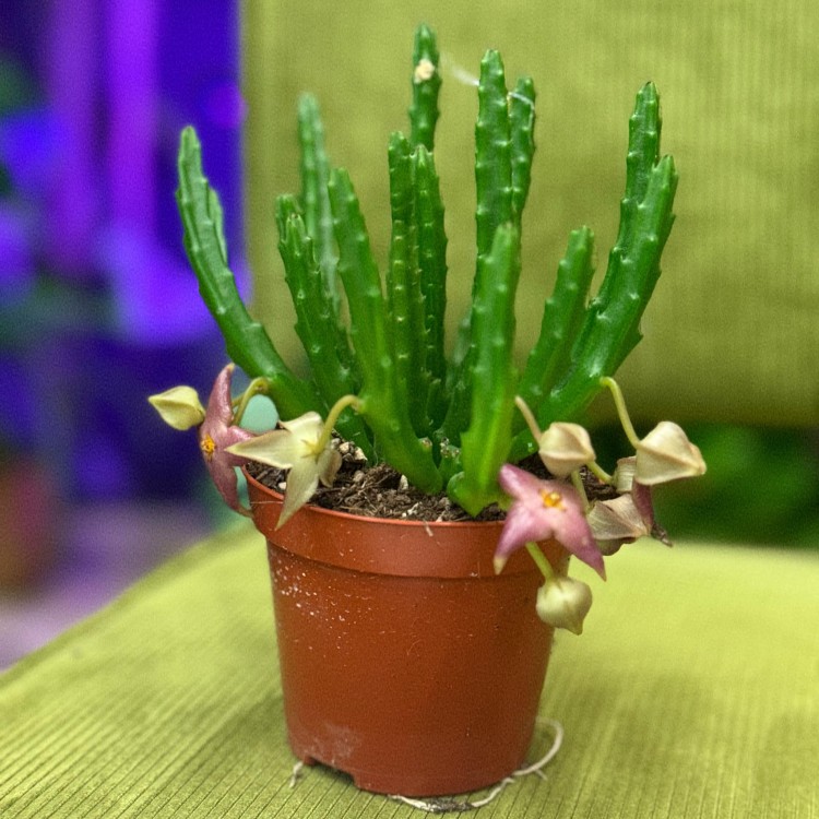 stapelia divaricata DØ8,5 z kwiatostanem (3).jpg