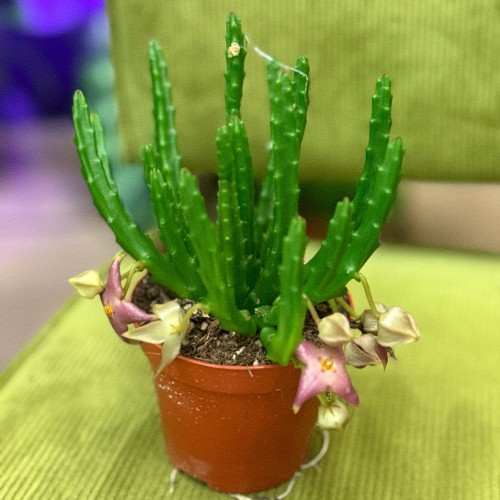 stapelia divaricata DØ8,5 z kwiatostanem (1).jpg