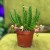 stapelia divaricata DØ8,5 z kwiatostanem (2).jpg