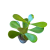 Clusia rosea Princess  -Kluzja (1).png