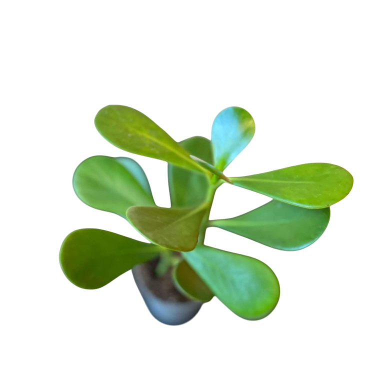 Clusia rosea Princess  -Kluzja (1).png