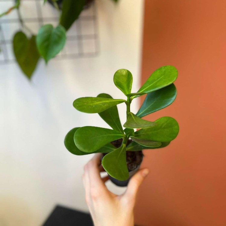 Clusia rosea Princess  -Kluzja (3).jpg