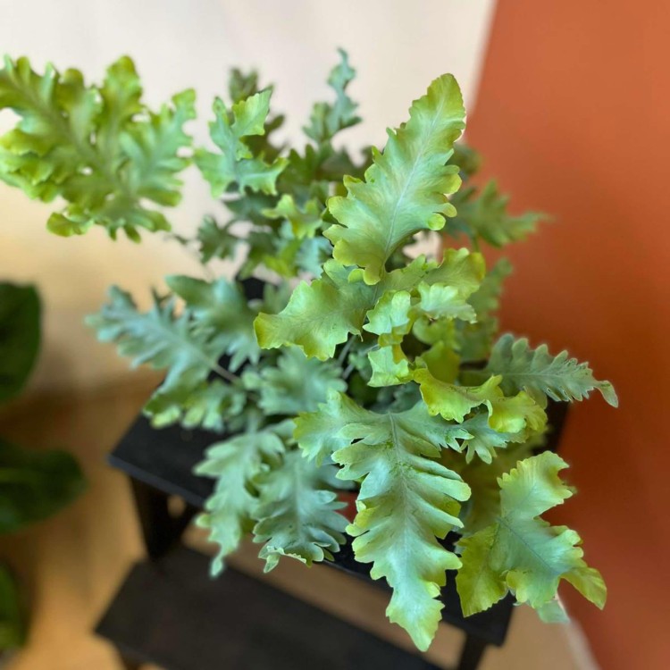 paproć Phlebodium aureum Davana  (3).jpg