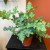 paproć Phlebodium aureum Davana  (4).jpg