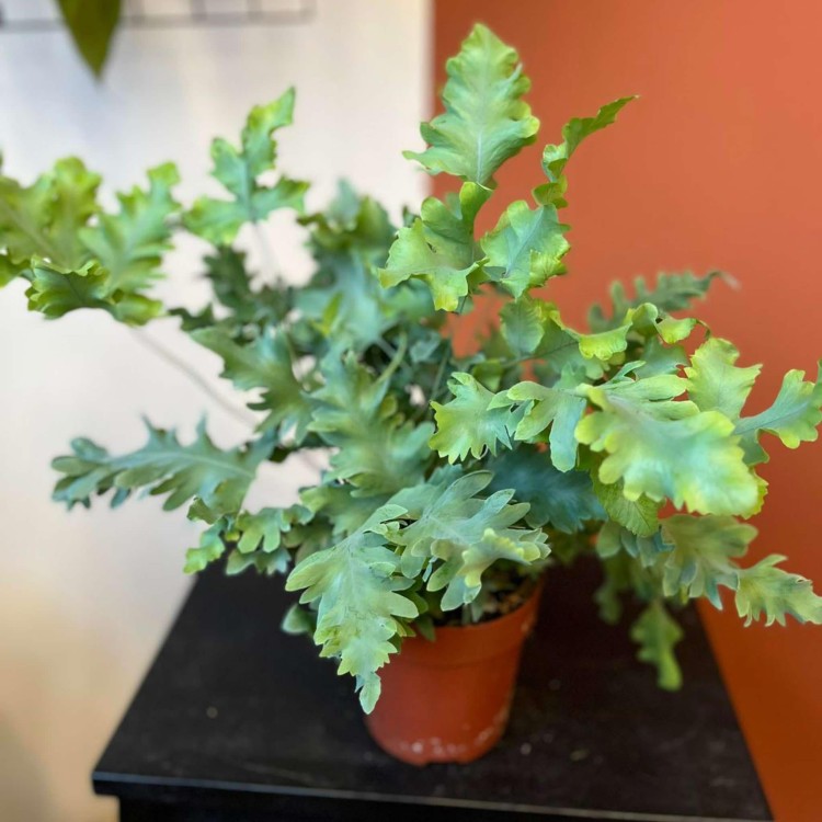 paproć Phlebodium aureum Davana  (4).jpg