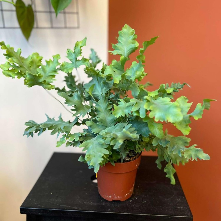 paproć Phlebodium aureum Davana  (5).jpg