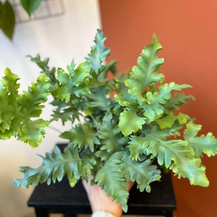 paproć Phlebodium aureum Davana  (1).jpg